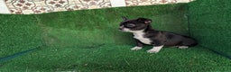Chihuahua perros en venta: Chihuahua  - Anuncio 6