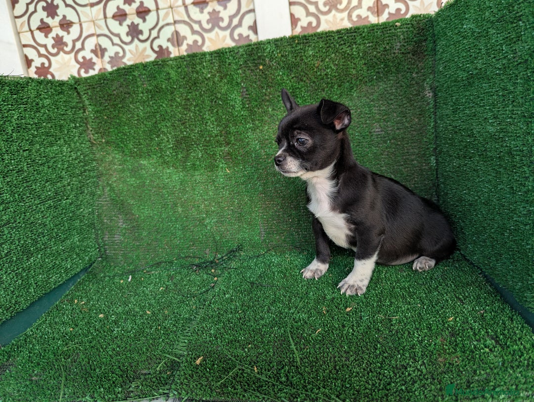 Chihuahua perros en venta: Chihuahua  - Anuncio 6