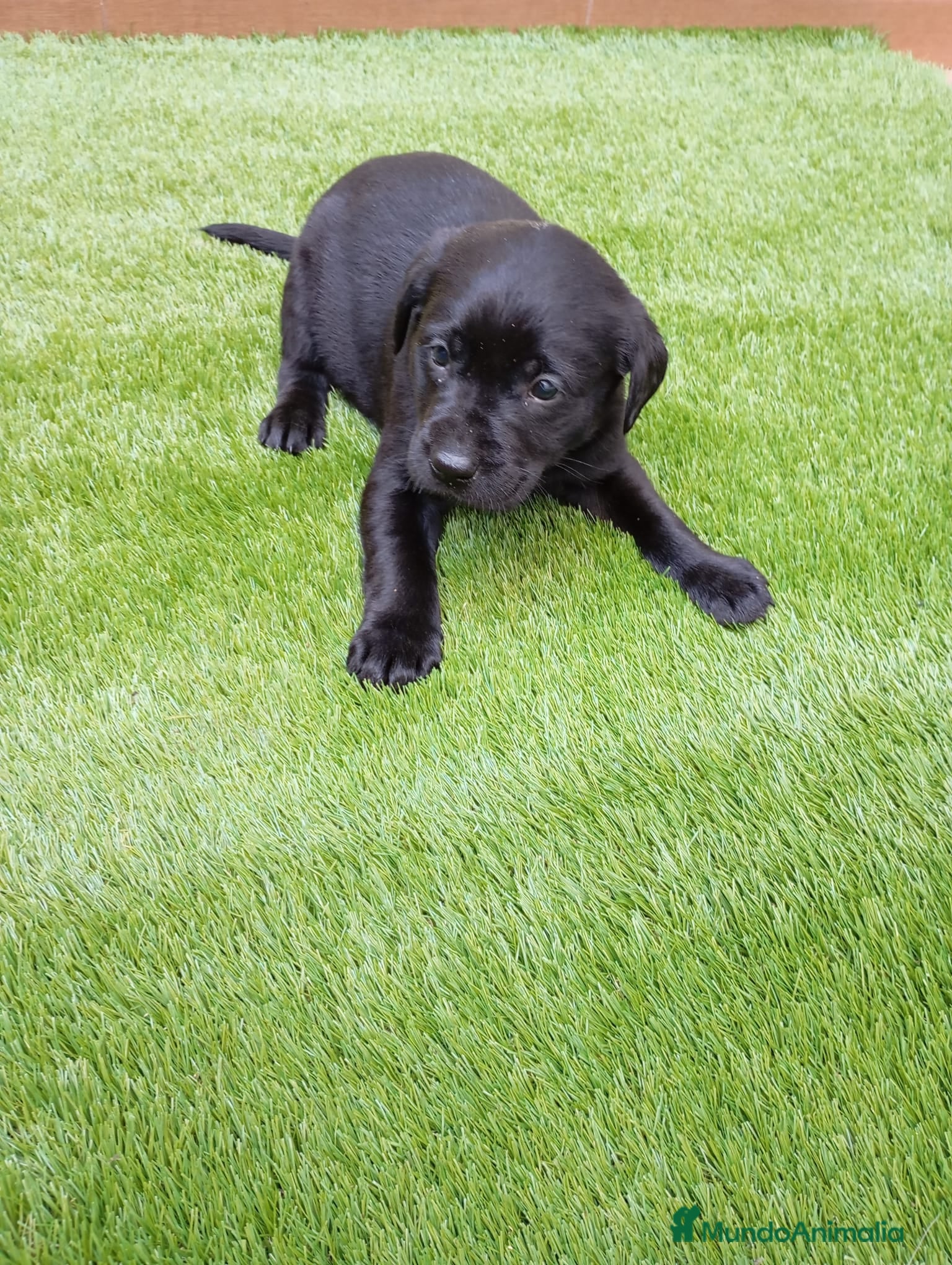 Labrador Retriever perros Camada de labradores  - Anuncio 1
