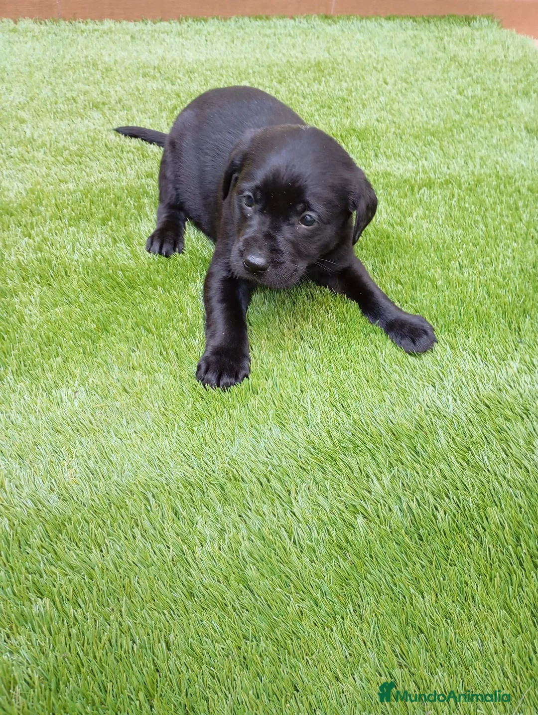 Labrador Retriever perros en venta: Camada de labradores  en Toledo - Anuncio 1