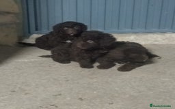 Perro de Agua Español perros en venta: Perros de agua  - Anuncio 1