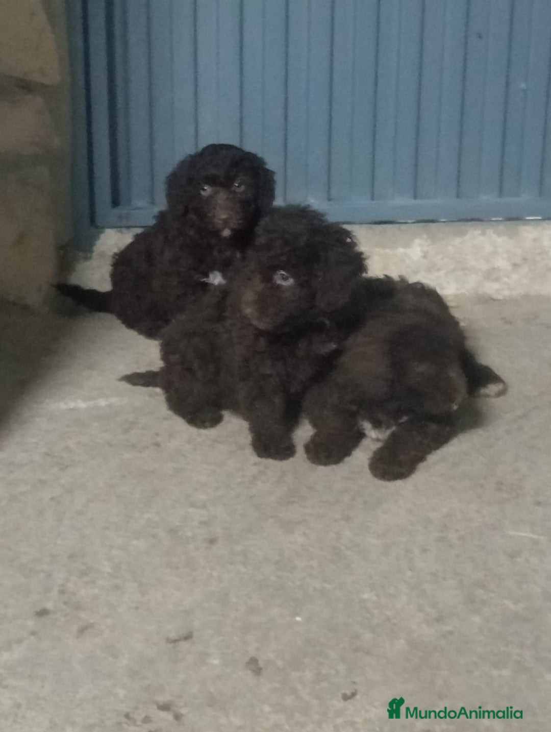 Perro de Agua Español perros en venta: Perros de agua  - Anuncio 1