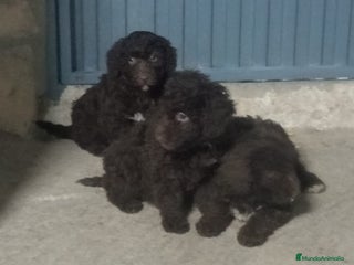 Perro de Agua Español perros Perros de agua - Anuncio 2