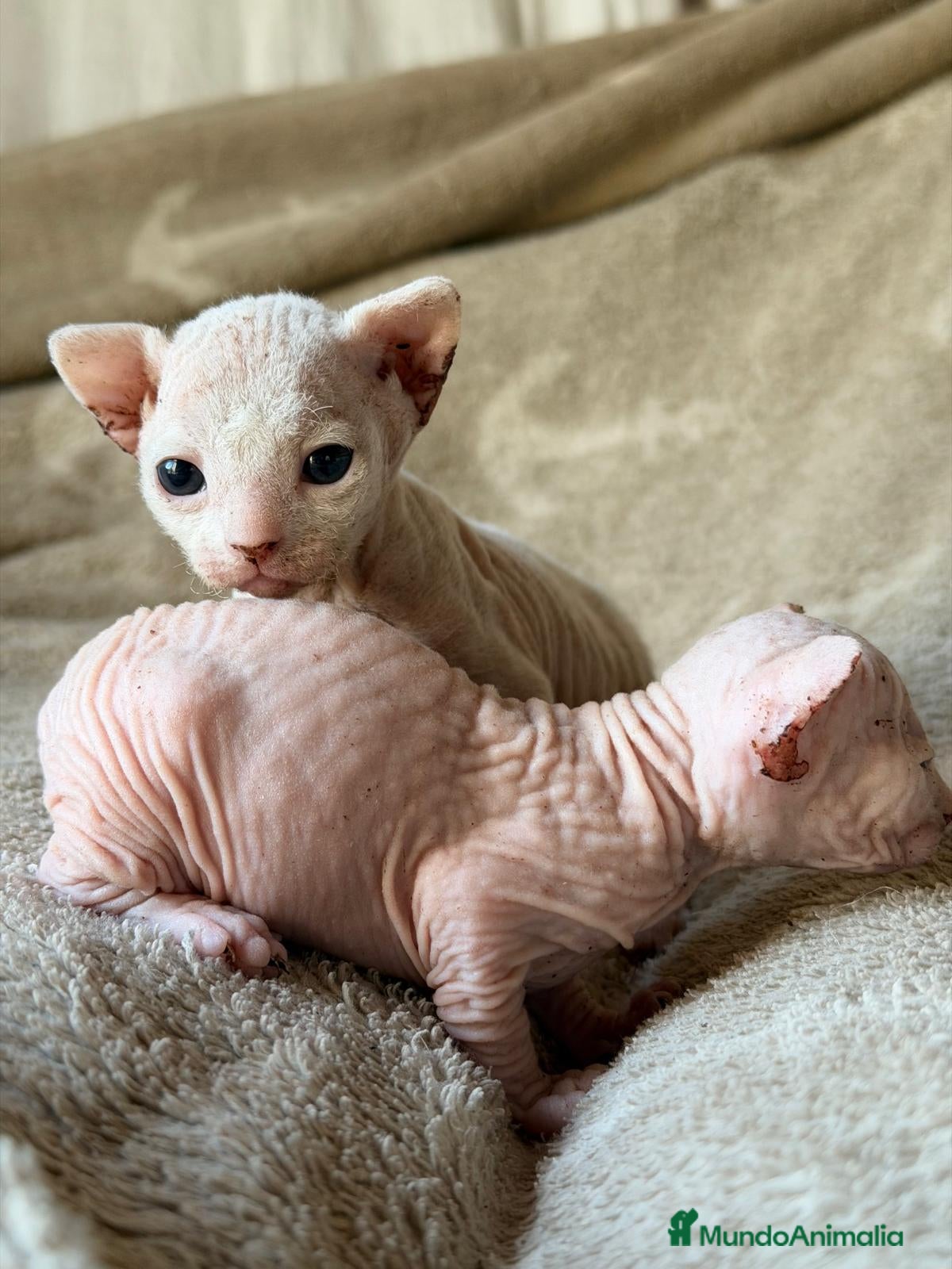 Sphynx gatos Sphynx blancos y bicolor - Anuncio 1