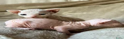 Sphynx gatos en venta: Sphynx blancos y bicolor - Anuncio 26