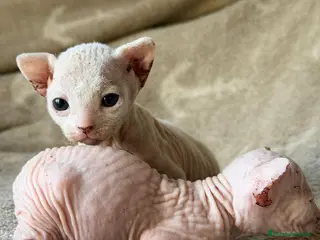 Sphynx gatos Sphynx blancos y bicolor - Anuncio 1