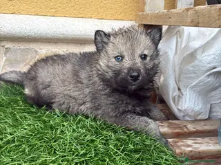 Husky Siberiano perros Husky siberiano Agouti macho - Anuncio 1