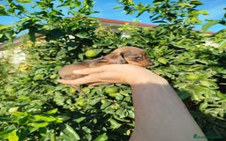 Teckel Miniatura perros en venta: Teckel mini  - Imagen 1