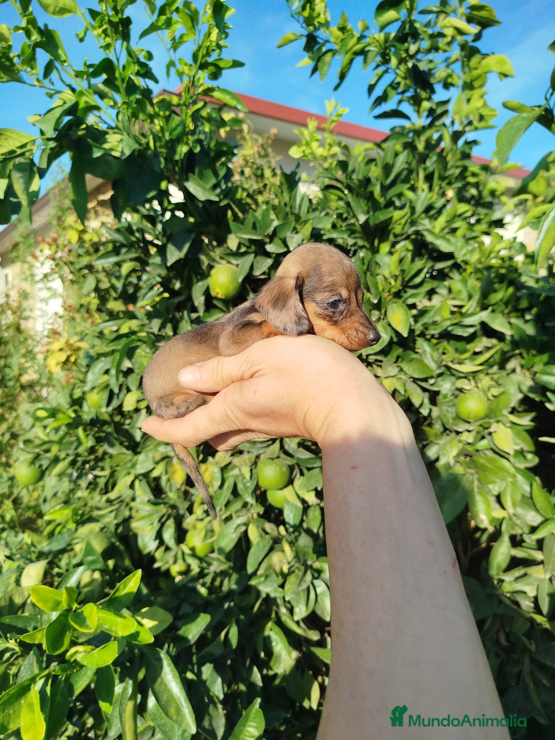 Teckel Miniatura perros en venta: Teckel mini  - Imagen 1