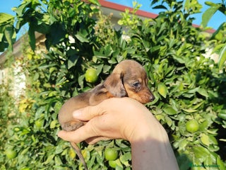 Teckel Miniatura perros - Anuncio 16