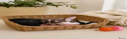 Chihuahua perros en venta: Chihuahua tricolor chocolate 🍫  - Anuncio 5