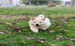 Chow Chow perros en venta: Chow chow - Anuncio 1