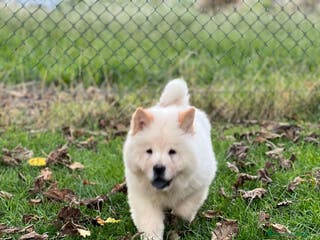 Chow Chow perros Chow chow - Anuncio 7