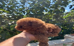 Caniche Toy perros en venta: Caniche Toy Rojo - Imagen 3