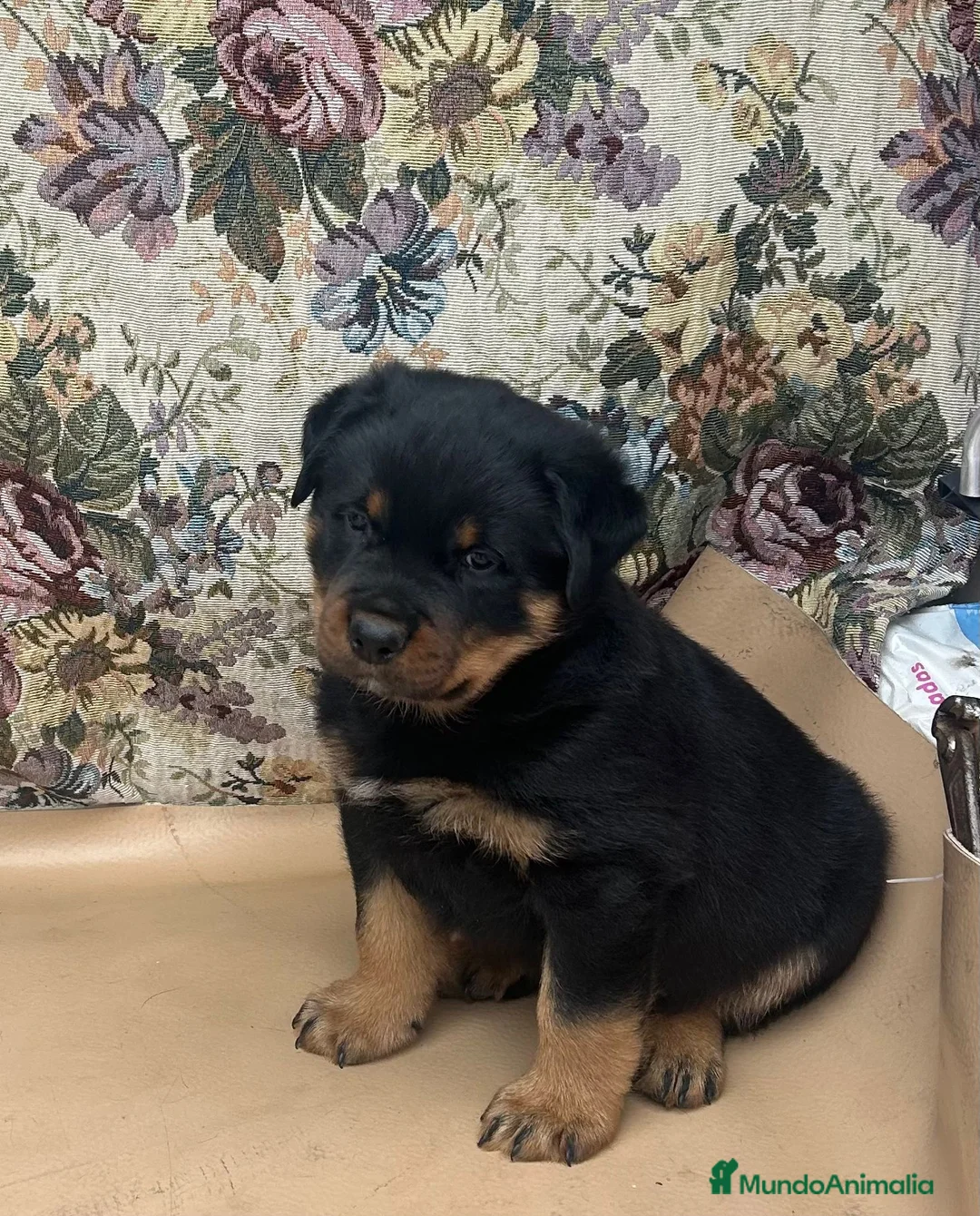Rottweiler perros en venta: Rottweiler  - Anuncio 1
