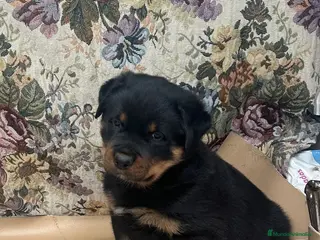 Rottweiler perros Rottweiler - Anuncio 2