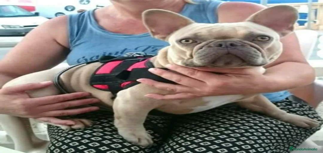 Imagen de galería {{count}}