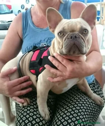 Imagen de galería {{count}}