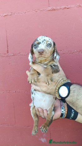 Teckel perros - Anuncio 15