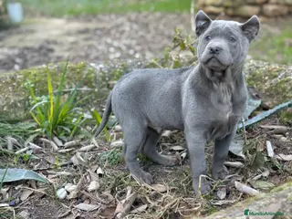 Thai Ridgeback Dog perros 🐕🐾🐾 Thai Ridgeback Dog - Exclusividad Absoluta! - Anuncio 14