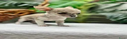Chihuahua perros en venta:  🐾 DOS PRECIOSAS CHIHUAHUAS HEMBRAS 🐾 - Anuncio 5