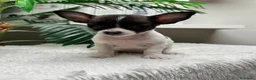 Chihuahua perros en venta: CHIHUAHUA - Anuncio 4