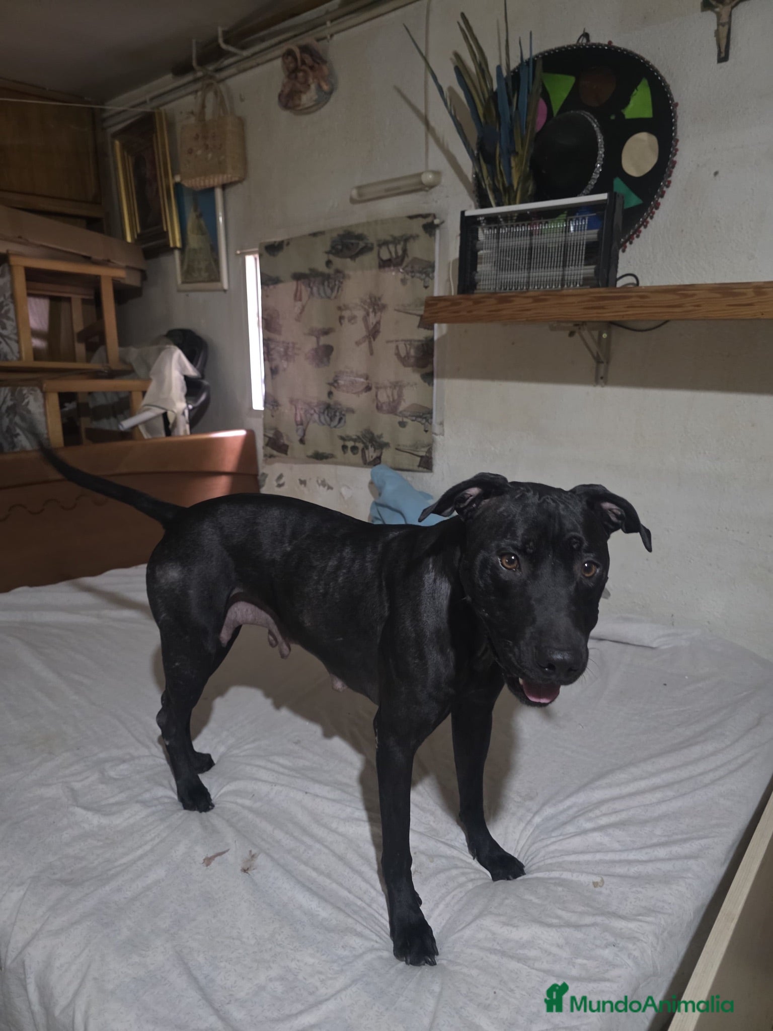 American Pit Bull Terrier perros Pitbull hembras  - Anuncio 1