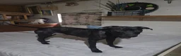 American Pit Bull Terrier perros en venta: Pitbull hembras  - Anuncio 1