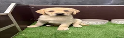 Labrador Retriever perros en venta: LABRADORES - Anuncio 1