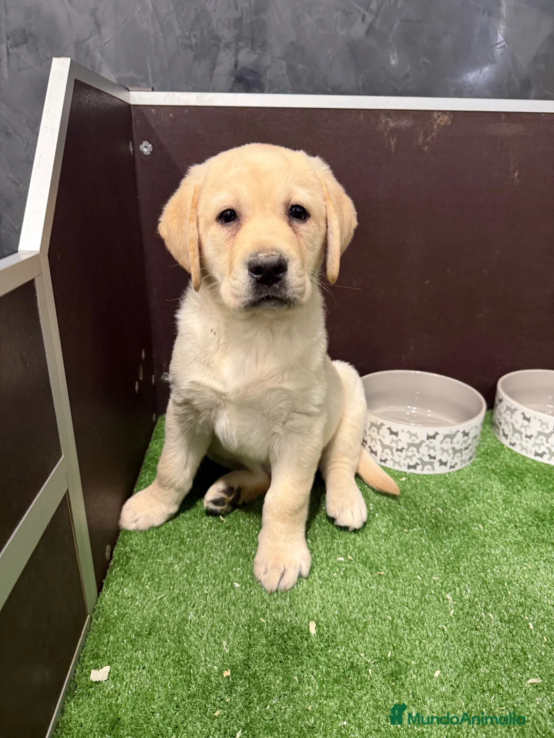 Labrador Retriever perros en venta: LABRADORES - Anuncio 1