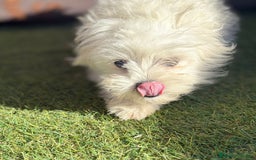 Raza Mixta perros en venta: Maltipom - Imagen 3
