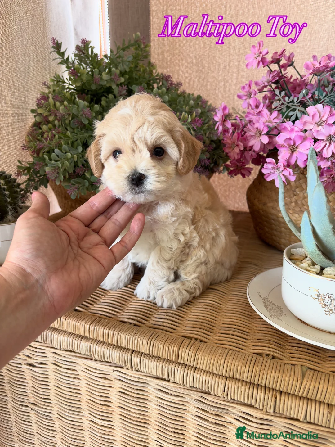 Maltipoo perros en venta: Maltipoo Hembra disponible !!! - Anuncio 2