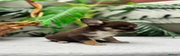 Chihuahua perros en venta: CHIHUAHUAS CHOCOLATE - Anuncio 5