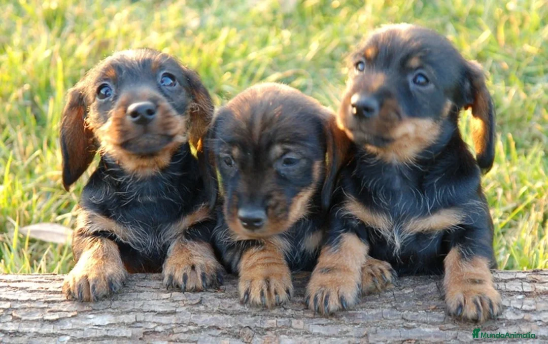 Teckel perros en venta: TECKEL DE PELO DURO,PRECIOSOS CACHORROS DESDE 350€ - Anuncio 4