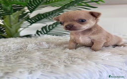 Chihuahua perros en venta: CHIHUAHUA MACHO-OJOS AZULES - Imagen 9
