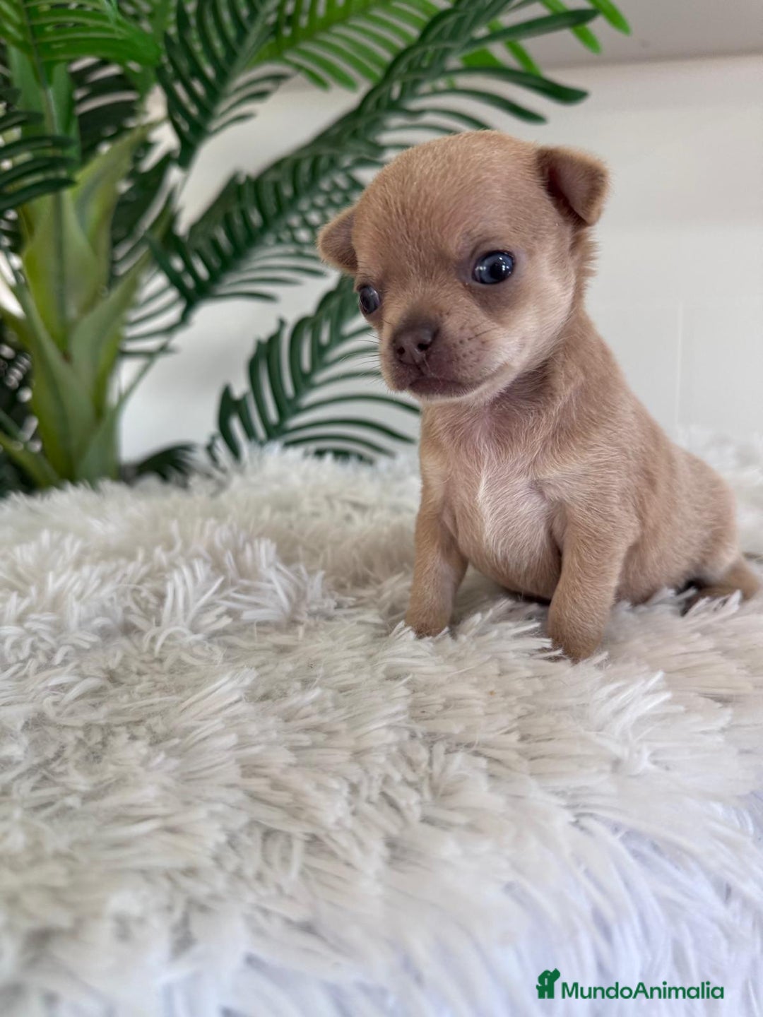 Chihuahua perros en venta: CHIHUAHUA MACHO-OJOS AZULES - Imagen 9