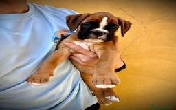 Boxer perros en venta: Boxer - Imagen 24