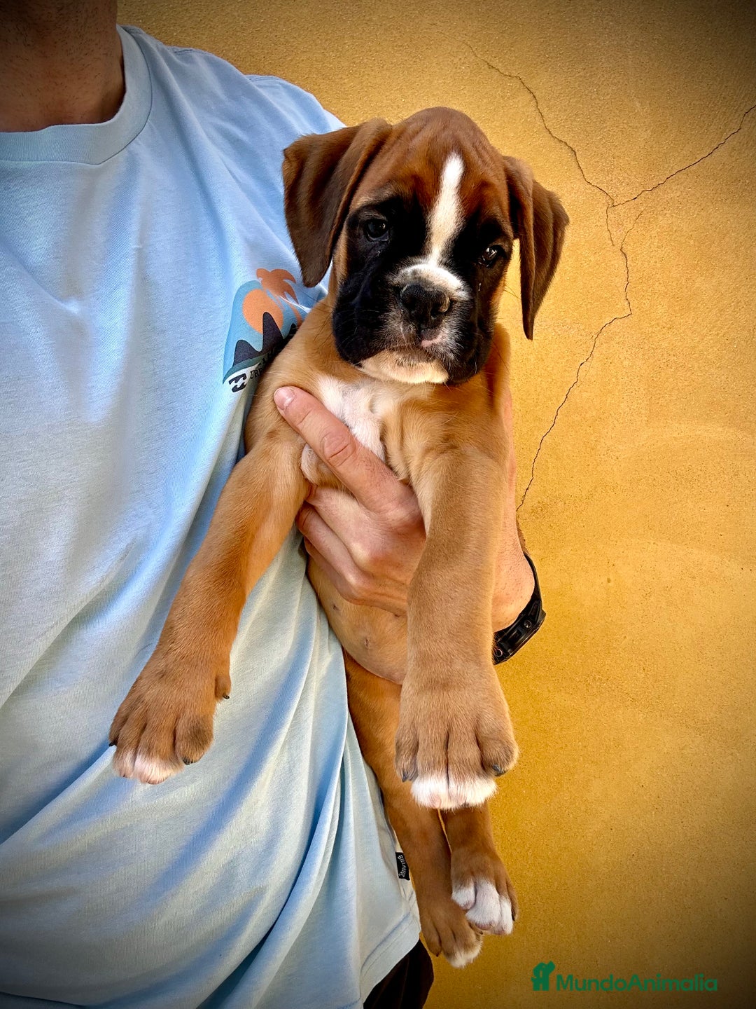 Boxer perros en venta: Boxer - Imagen 24