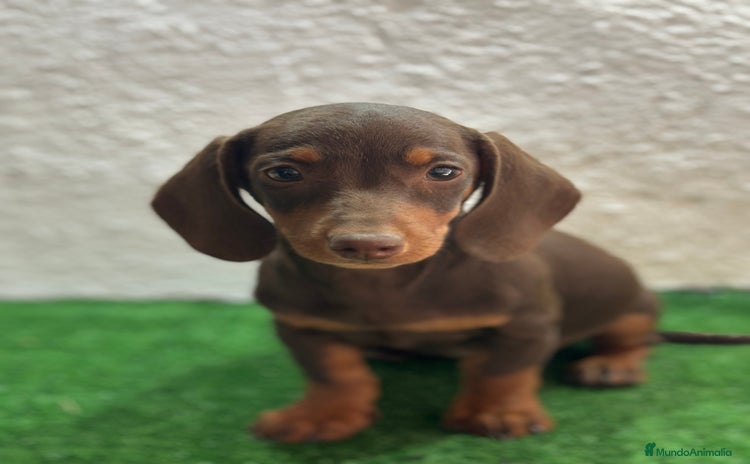 Teckel Miniatura perros - Anuncio 2