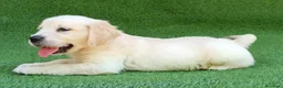 Golden Retriever perros en venta: Golden Retriever - Anuncio 3