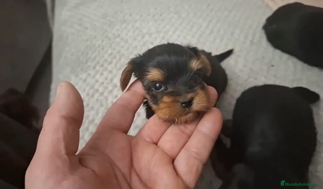Yorkshire Terrier perros en venta: Preciosa camada de Yorkshire listos para entregar en Sevilla - Anuncio 2