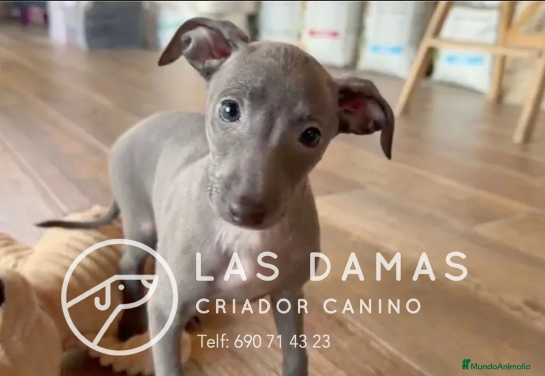 Pequeño Lebrel Italiano perros en venta: Galgo lebrel italiano - Anuncio 11