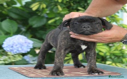 Staffordshire Bull Terrier perros en venta: staffy  - Imagen 3