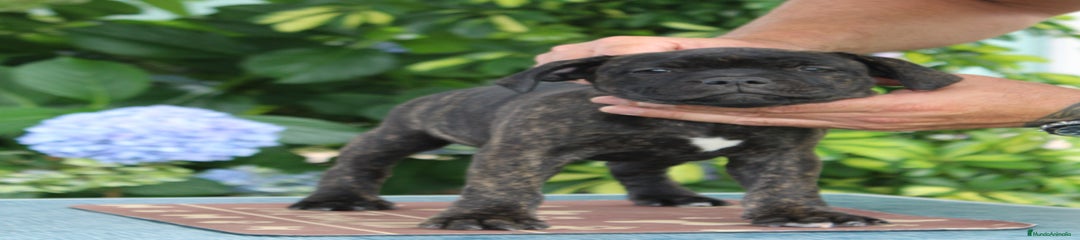 Staffordshire Bull Terrier Cachorro 1