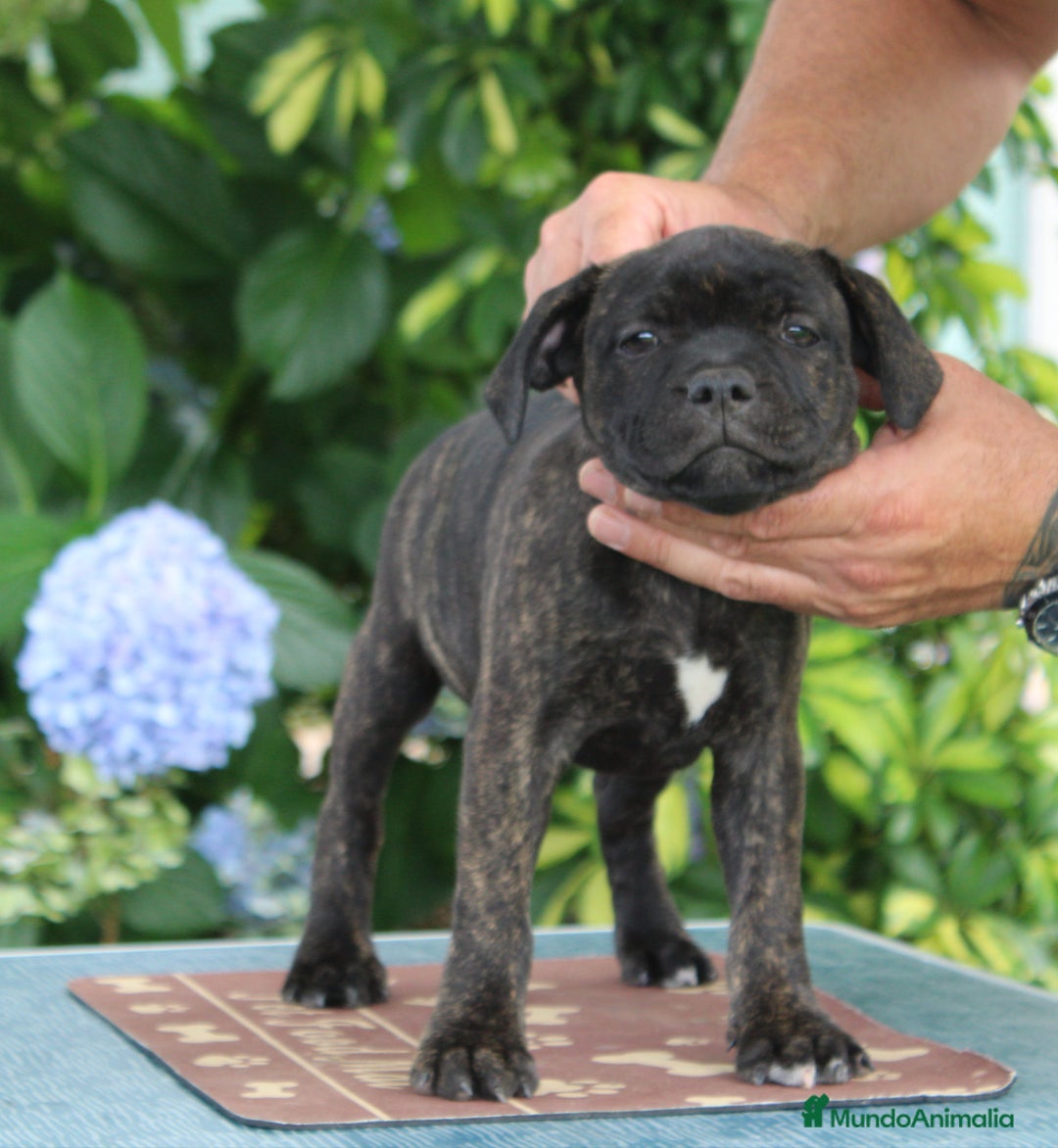Staffordshire Bull Terrier perros en venta: staffy  - Imagen 3