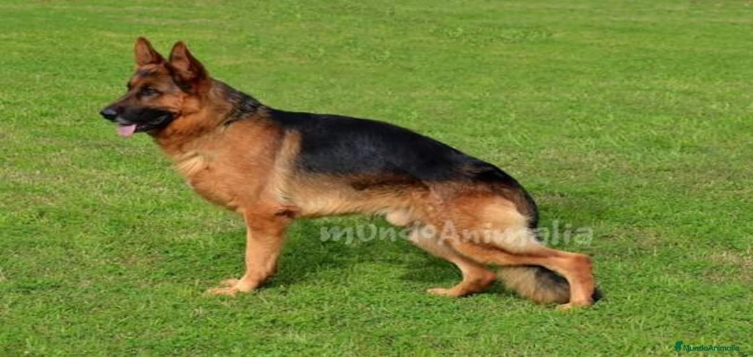 Imagen de galería {{count}}