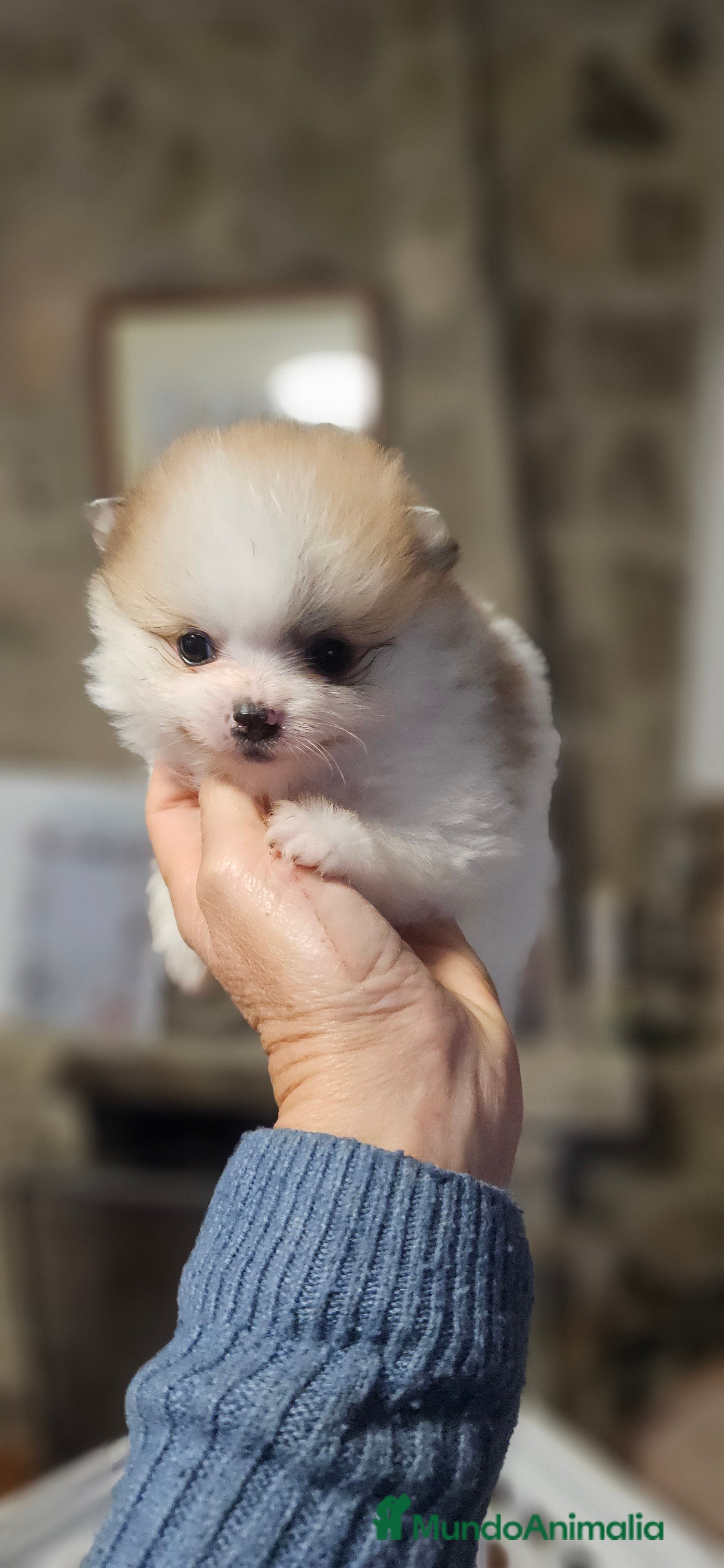 Pomerania perros Lulú d pomerania  - Anuncio 2