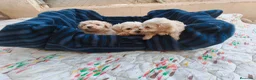 Maltipoo perros en venta: MALTIPOOS  - Anuncio 1