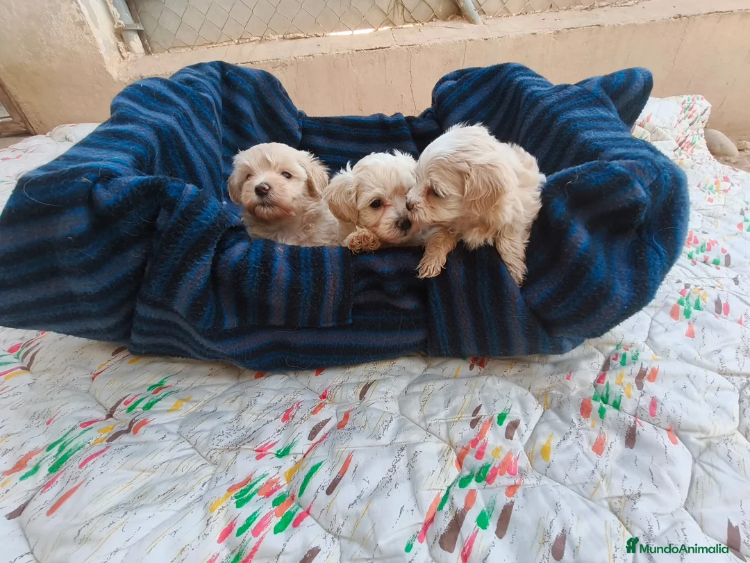 Maltipoo perros en venta: MALTIPOOS  - Anuncio 1
