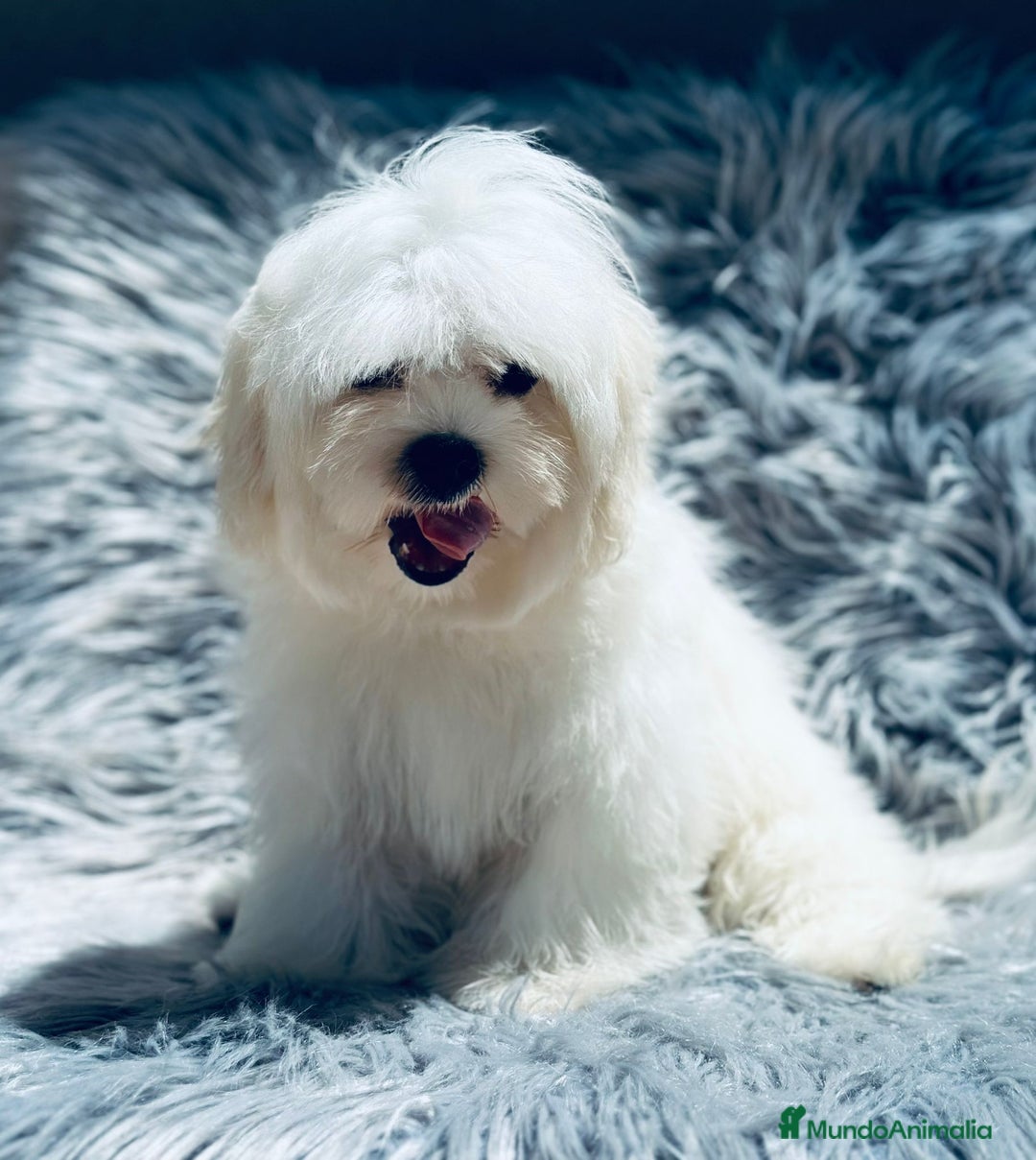Bichón Maltés perros en venta: Bichon maltés toy  - Imagen 8